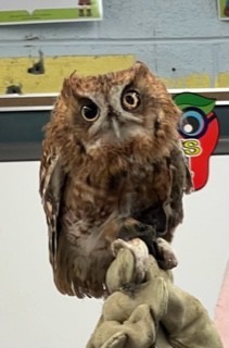picture of a live owl sitting on a person's finger